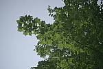 Click to see Y_DSC0829.JPG