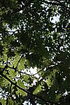 Click to see Y_DSC0835.JPG
