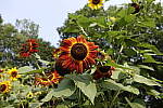 Click to see Y_DSC0852-24-1.8.JPG