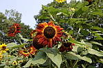 Click to see Y_DSC0853-28-2.2.JPG