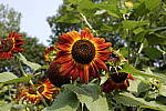 Click to see Y_DSC0854-35-2.8.JPG