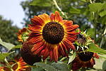 Click to see Y_DSC0855-50-2.8.JPG