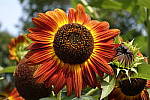 Click to see Y_DSC0856-70-2.8.JPG