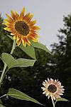 Click to see Y_DSC0883.JPG