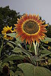 Click to see Y_DSC0888.JPG