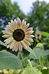 Click to see Y_DSC1152.JPG