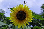 Click to see Y_DSC1154.JPG