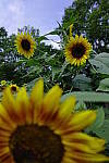 Click to see Y_DSC1156.JPG