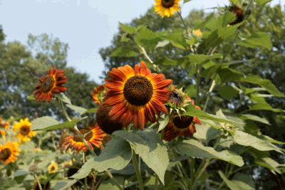 Sony RX100 IV Field Test -- Gallery Image