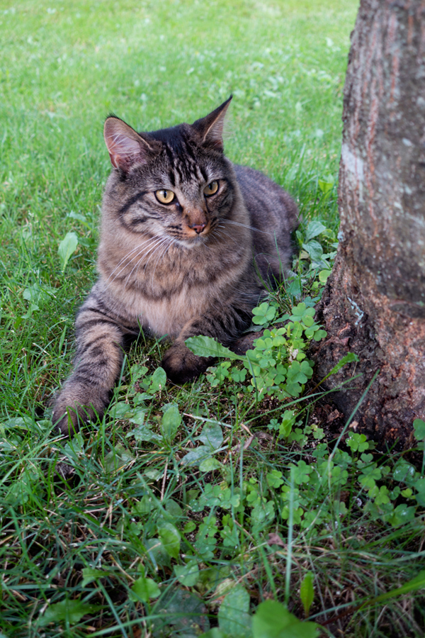 Sony RX100 IV Field Test -- Gallery Image