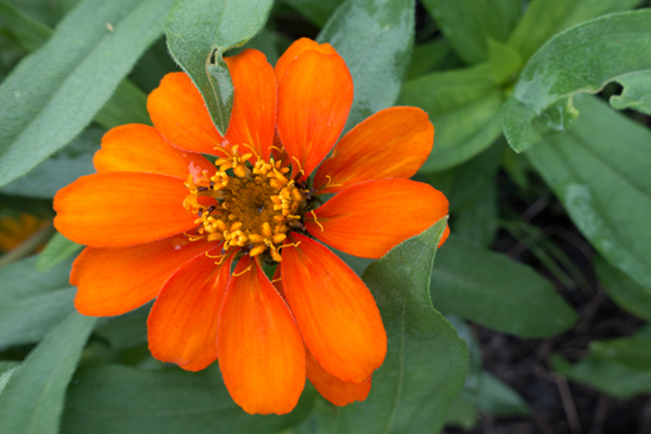 Sony RX100 IV Field Test -- Gallery Image