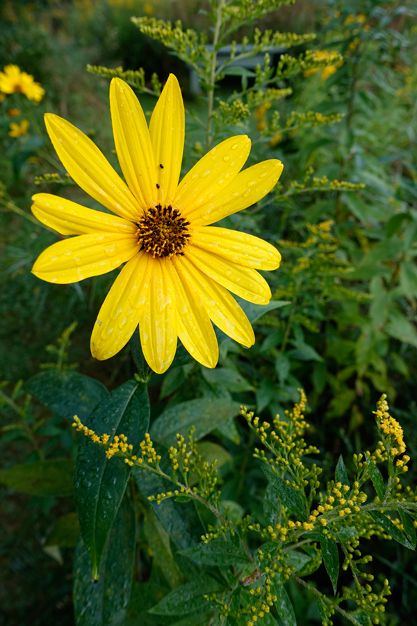 Sony RX100 IV Field Test -- Gallery Image