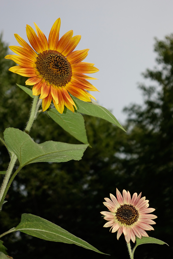 Sony RX100 IV Field Test -- Gallery Image