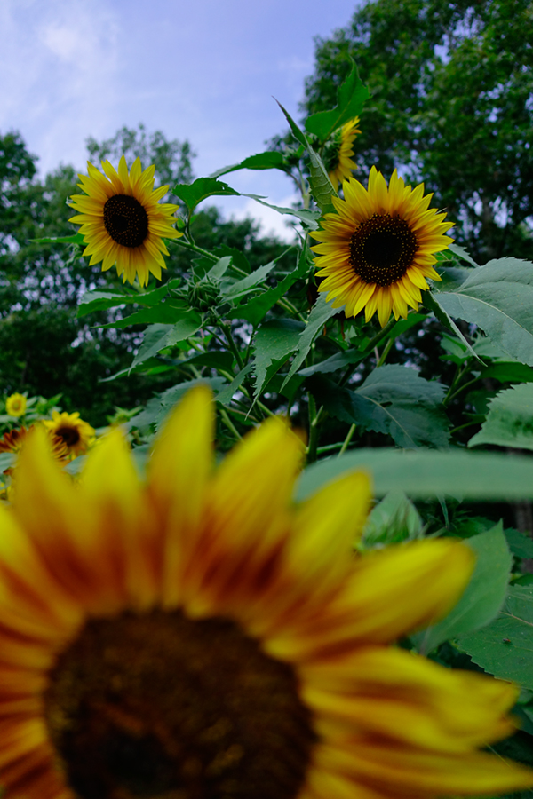 Sony RX100 IV Field Test -- Gallery Image