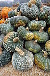Click to see Y-JS-DSC01300.JPG