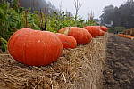 Click to see Y-JS-DSC01303.JPG