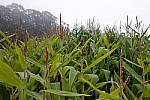 Click to see Y-JS-DSC01308.JPG