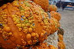 Click to see Y-JS-DSC01309.JPG