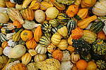 Click to see Y-JS-DSC01311.JPG