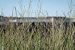 Click to see Y-WB-DSC08520.JPG