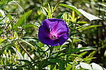 Click to see Y-WB-DSC08578.JPG