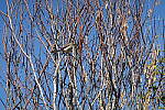 Click to see Y-WB-DSC08591.JPG
