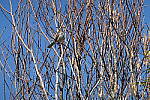 Click to see Y-WB-DSC08599.JPG