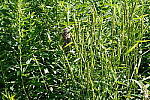 Click to see Y-WB-DSC08631.JPG