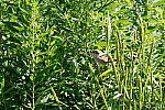 Click to see Y-WB-DSC08638.JPG