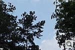 Click to see RX100PINE_CIZ.JPG