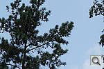Click to see RX100PINE_DZ.JPG