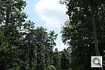 Click to see RX100PINE_F40.JPG