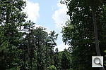 Click to see RX100PINE_F56.JPG
