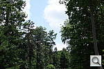 Click to see RX100PINE_F80.JPG