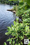 Click to see Y_RX100_LAKE.JPG
