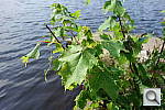 Click to see Y_RX100_LEAF.JPG