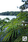 Click to see Y_RX100_MIMOSA.JPG