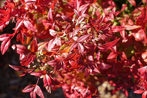 Sony RX1R II Field Test -- Gallery Image