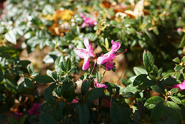 Sony RX1R II Field Test -- Gallery Image