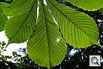 Click to see YDSC00594.JPG