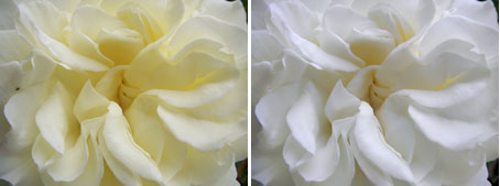 roses.jpg