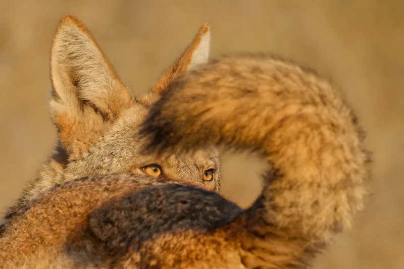 Close-up of a male coyoteâ€™s amber eye framed by the sweeping black-tipped tail of a nearby female coyote.