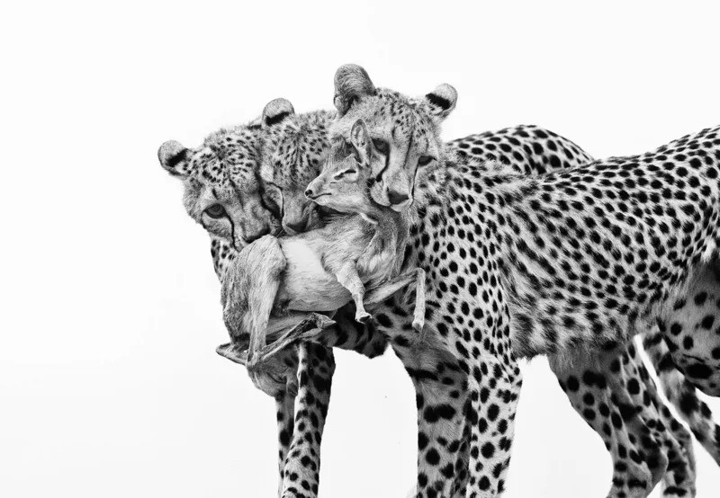 Three young cheetahs holding a GÃ¼ntherâ€™s dik-dik in their mouths in a black-and-white image.
