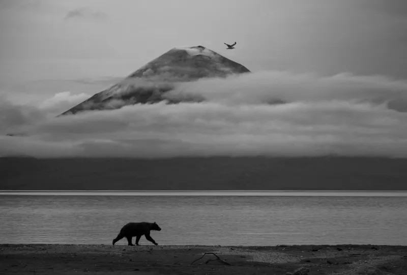 Brown bear walking along Kurile Lake shoreline with cloud-covered Iliinsky volcano and a passing gull in the background.