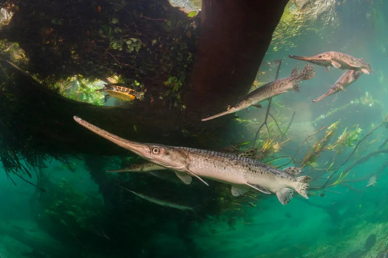 Large female longnose gar swimming near the surface with smaller males and a turtle in a clear Florida river.
