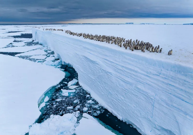 Group of emperor penguin chicks huddled at the edge of an Antarctic ice shelf, preparing to leap into the ocean.