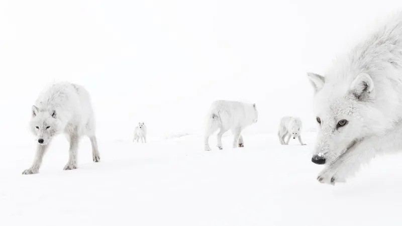Pack of six Arctic wolves standing close together on snowy ground, blending into the white landscape.
