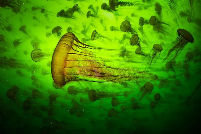 Underwater view of a mass of Pacific sea nettles with glowing amber bells and long trailing tentacles.