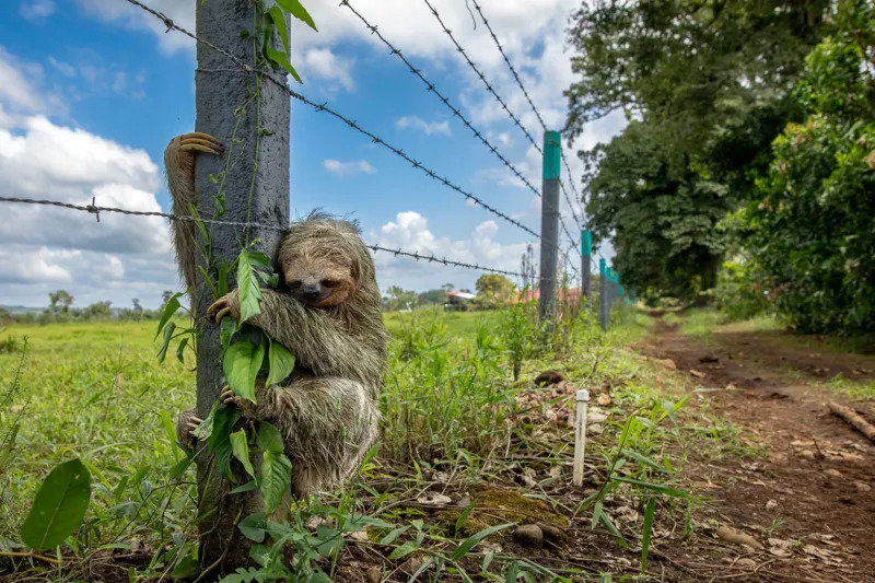 Brown-throated three-toed sloth clinging to a barbed wire fence post with a dirt road and green field in the background, Costa Rica.