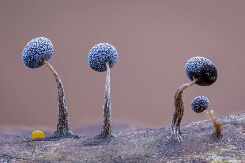 Close-up of tiny, spherical slime moulds lined up on a mossy fallen log with a yellow insect egg nestled among them.